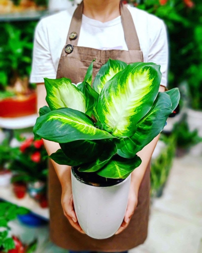 Hoa vạn niên thanh: nguồn gốc, ý nghĩa, công dụng và cách trồng 1113995795