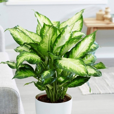 Hoa vạn niên thanh: nguồn gốc, ý nghĩa, công dụng và cách trồng 1113995795