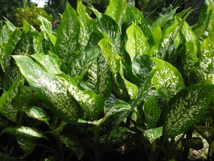 Hoa vạn niên thanh: nguồn gốc, ý nghĩa, công dụng và cách trồng 1113995795