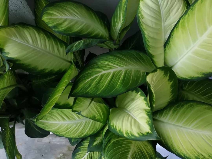 Hoa vạn niên thanh: nguồn gốc, ý nghĩa, công dụng và cách trồng 1113995795