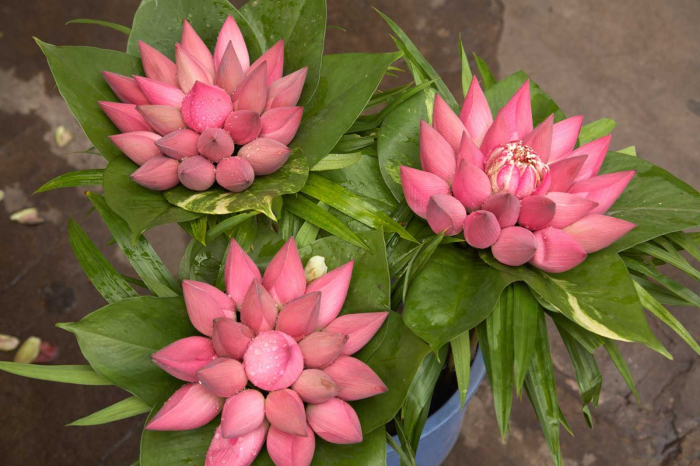 Hoa sinh nhật tháng 6 tặng người thân và ý nghĩa 968091440