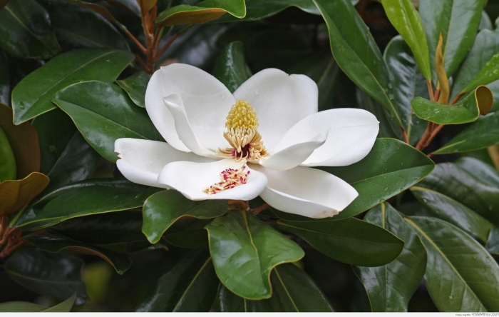 Công dụng tuyệt vời của hoa mộc lan và ý nghĩa của mộc lan 1719123277