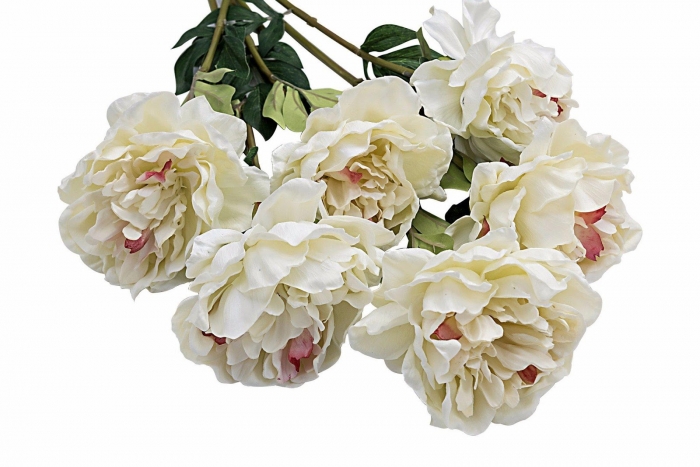 Tìm hiểu về hoa cẩm chướng và ý nghĩa của loài hoa này 629689689