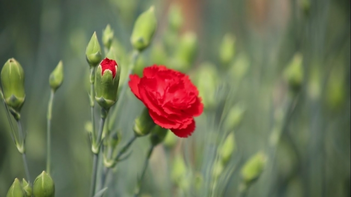 Tìm hiểu về hoa cẩm chướng và ý nghĩa của loài hoa này 130677945
