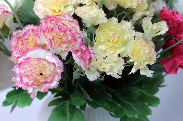 Tìm hiểu về hoa cẩm chướng và ý nghĩa của loài hoa này 130677945