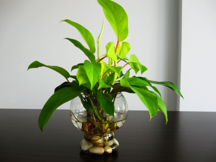 Ý nghĩa phong thủy của cây trầu bà có thể bạn chưa biết 164550943