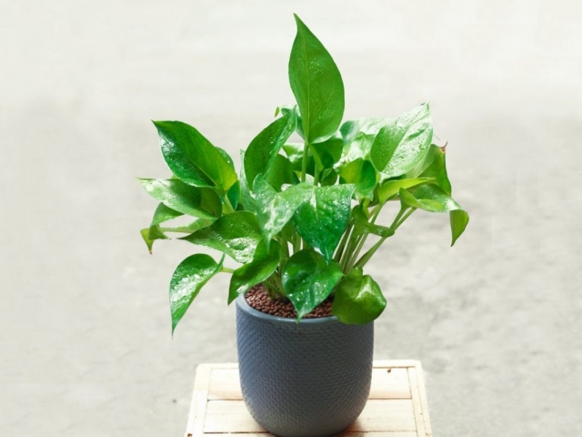 Ý nghĩa phong thủy của cây trầu bà có thể bạn chưa biết 164550943