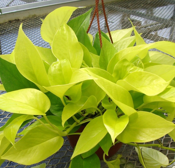 Ý nghĩa phong thủy của cây trầu bà có thể bạn chưa biết 164550943