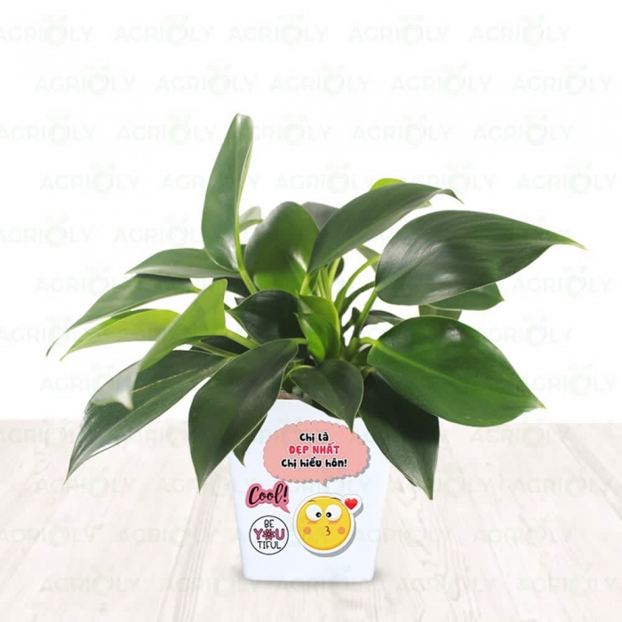 Ý nghĩa phong thủy của cây trầu bà có thể bạn chưa biết 164550943