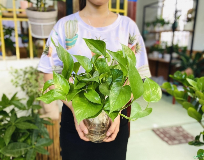 Ý nghĩa phong thủy của cây trầu bà có thể bạn chưa biết 164550943