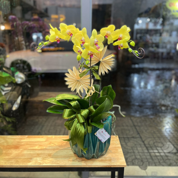 Chậu lan hồ điệp vàng 3 cành 2