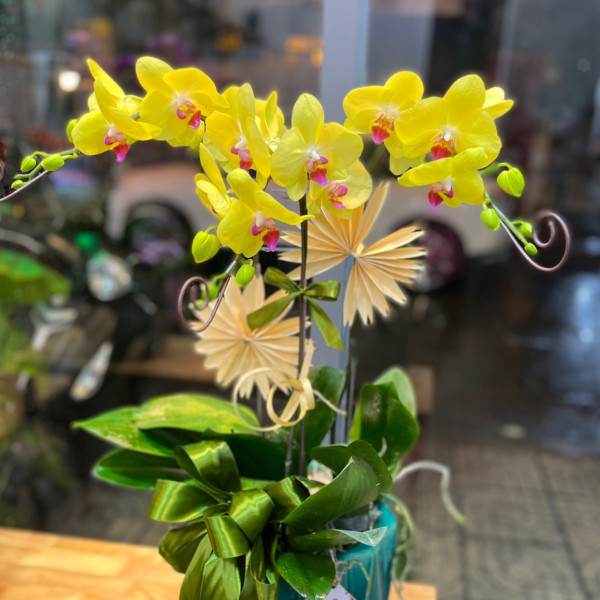 Chậu lan hồ điệp vàng 3 cành 3