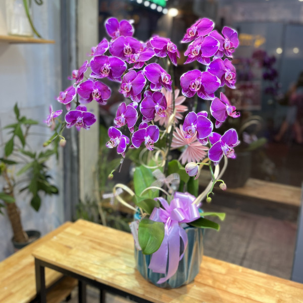 Chậu lan hồ điệp tím 3 cành 1