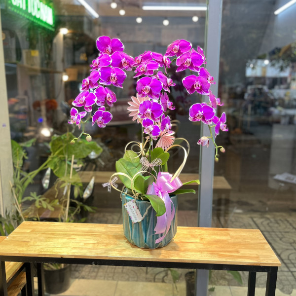 Chậu lan hồ điệp tím 3 cành 2
