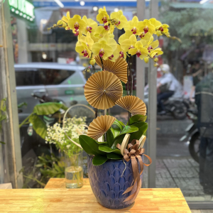 Chậu lan hồ điệp vàng 5 cành