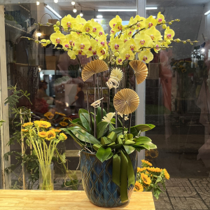 Chậu lan hồ điệp vàng 9 cành tặng chúc mừng ý nghĩa