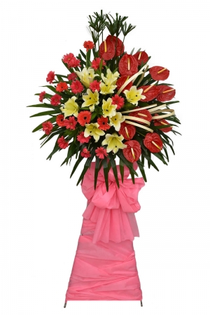 Lẵng Hoa Đồng Tiền Hồng Môn Đỏ mừng khai trương cửa hàng hồng phát đẹp nhất