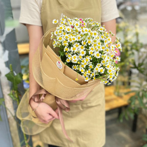 Bó hoa mini cúc tana tặng sinh nhật ý nghĩa
