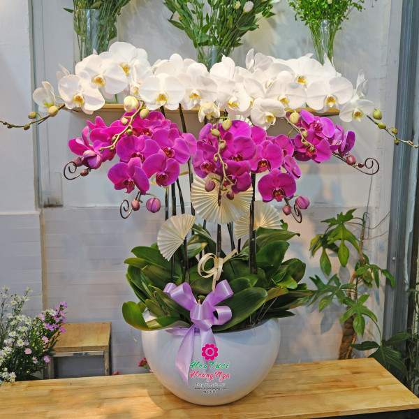 Chậu lan hồ điệp 10 cành trắng tím sang trọng 1