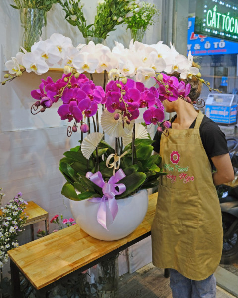 Chậu lan hồ điệp 10 cành trắng tím sang trọng 2