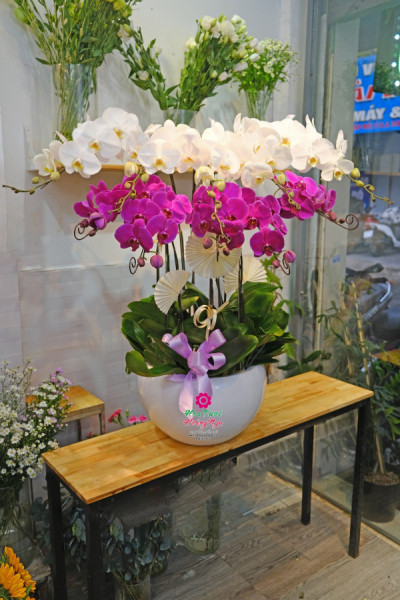Chậu lan hồ điệp 10 cành trắng tím sang trọng 3