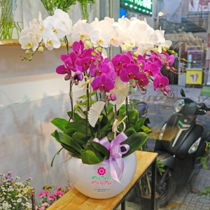 Chậu lan hồ điệp 10 cành trắng tím sang trọng