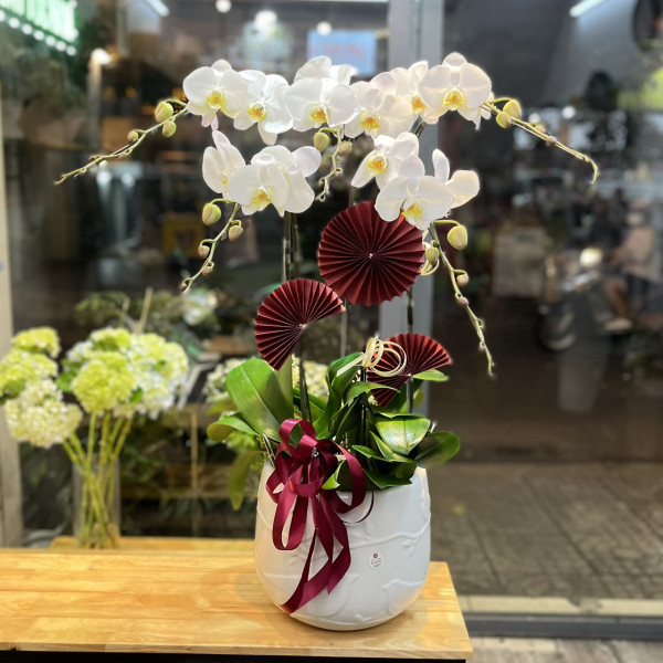 Chậu Lan Hồ Điệp 5 Cành Trắng 1