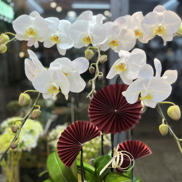 Chậu Lan Hồ Điệp 5 Cành Trắng 2