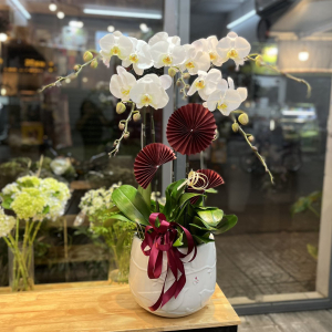 Chậu Lan Hồ Điệp 5 Cành Trắng