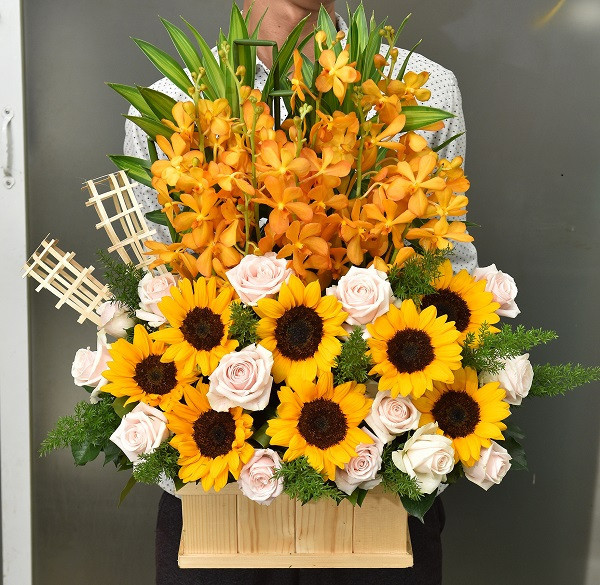 Lan Vàng Hướng Dương 1 1