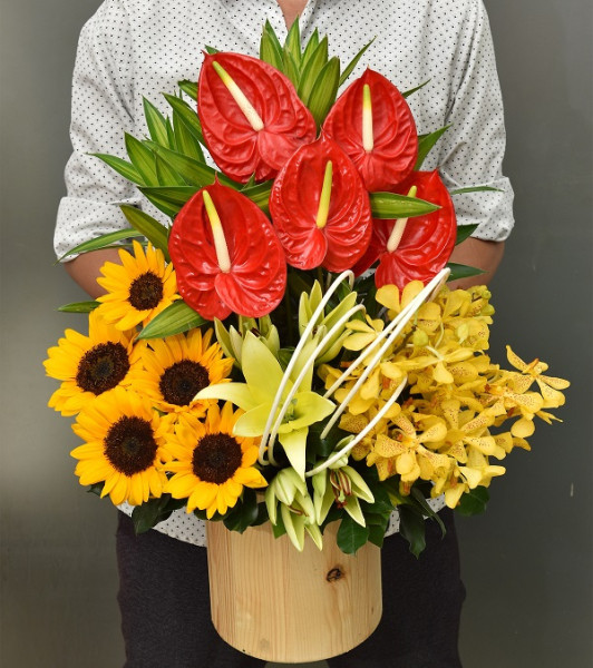 Hồng Môn Ly Hướng Dương 1