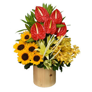 Hồng Môn Ly Hướng Dương