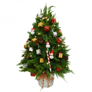 Cây thông Noel chúc Giáng Sinh An Lành