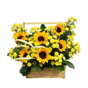 Hướng Dương Cúc