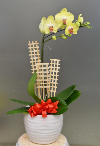 Chậu Lan Tài Lộc