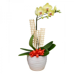 Chậu Lan Tài Lộc