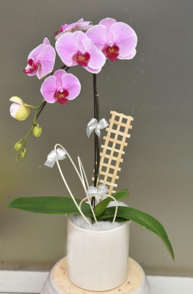 Chậu Lan Bình Yên 1