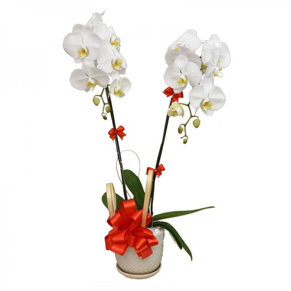 Chậu Hoa Lan Hồ Điệp Trắng 2 Cành