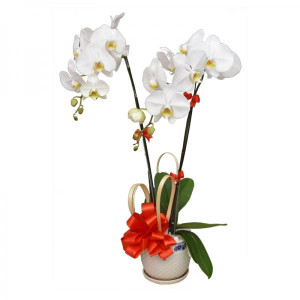 Chậu Hoa Lan Hồ Điệp Trắng 2 Cành