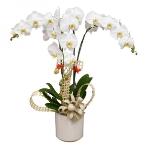 Chậu Hoa Lan Hồ Điệp Trắng 3 Cành