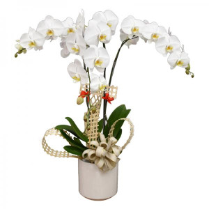 Chậu Hoa Lan Hồ Điệp Trắng 3 Cành