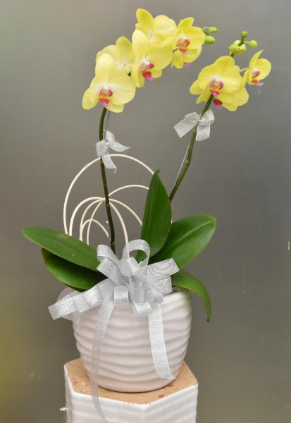 Chậu Hoa Lan Hồ Điệp Vàng 2 Cành
