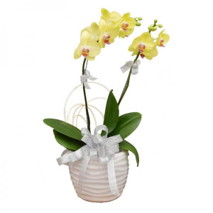 Chậu Hoa Lan Hồ Điệp Vàng 2 Cành