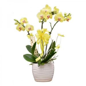 Chậu Hoa Lan Hồ Điệp Vàng 3 Cành