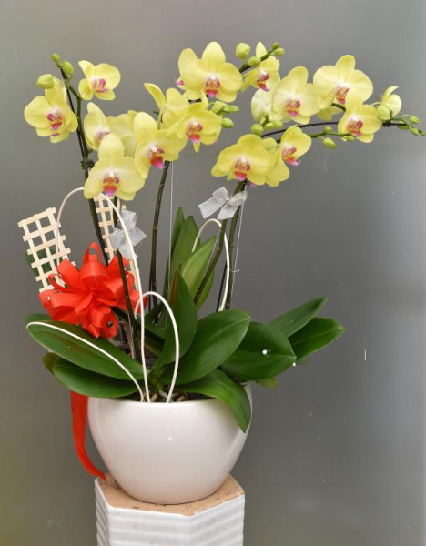 Chậu Hoa Lan Hồ Điệp Vàng 5 Cành