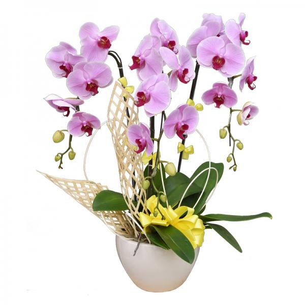 Chậu Hoa Lan Hồ Điệp Tím 3 Cành