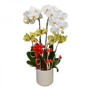 Chậu Hoa Lan Hồ Điệp 7 cành ghép trắng vàng