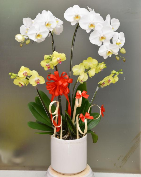 Chậu Hoa Lan Hồ Điệp 7 cành ghép trắng vàng 1