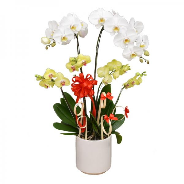 Chậu Hoa Lan Hồ Điệp 7 cành ghép trắng vàng 1